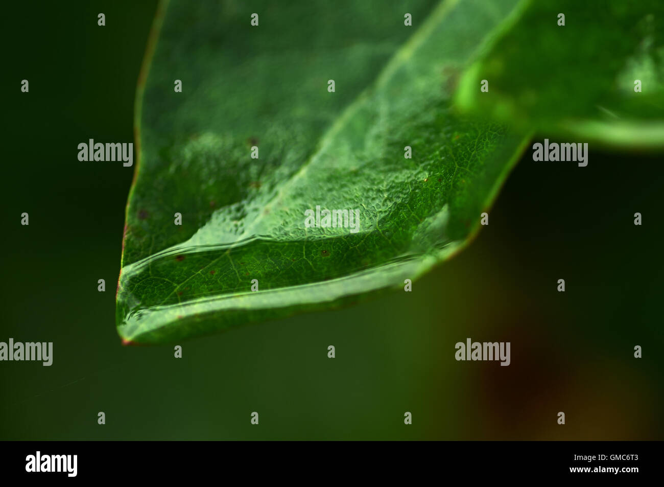 Pflanzen und Blumen, Karibik Asien Stockfoto