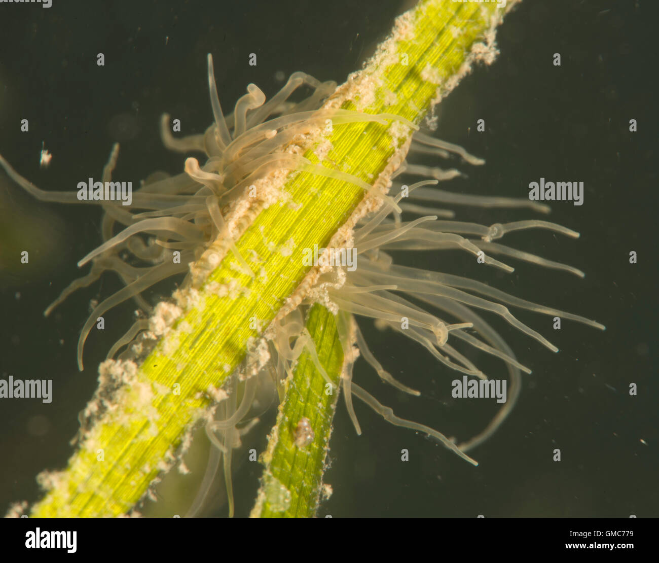 Seeanemonen sind eine Gruppe von Marine, räuberische Tiere der Bestellung und Actiniari Seagrasses sind Blütenpflanzen (Angiospermen) Stockfoto