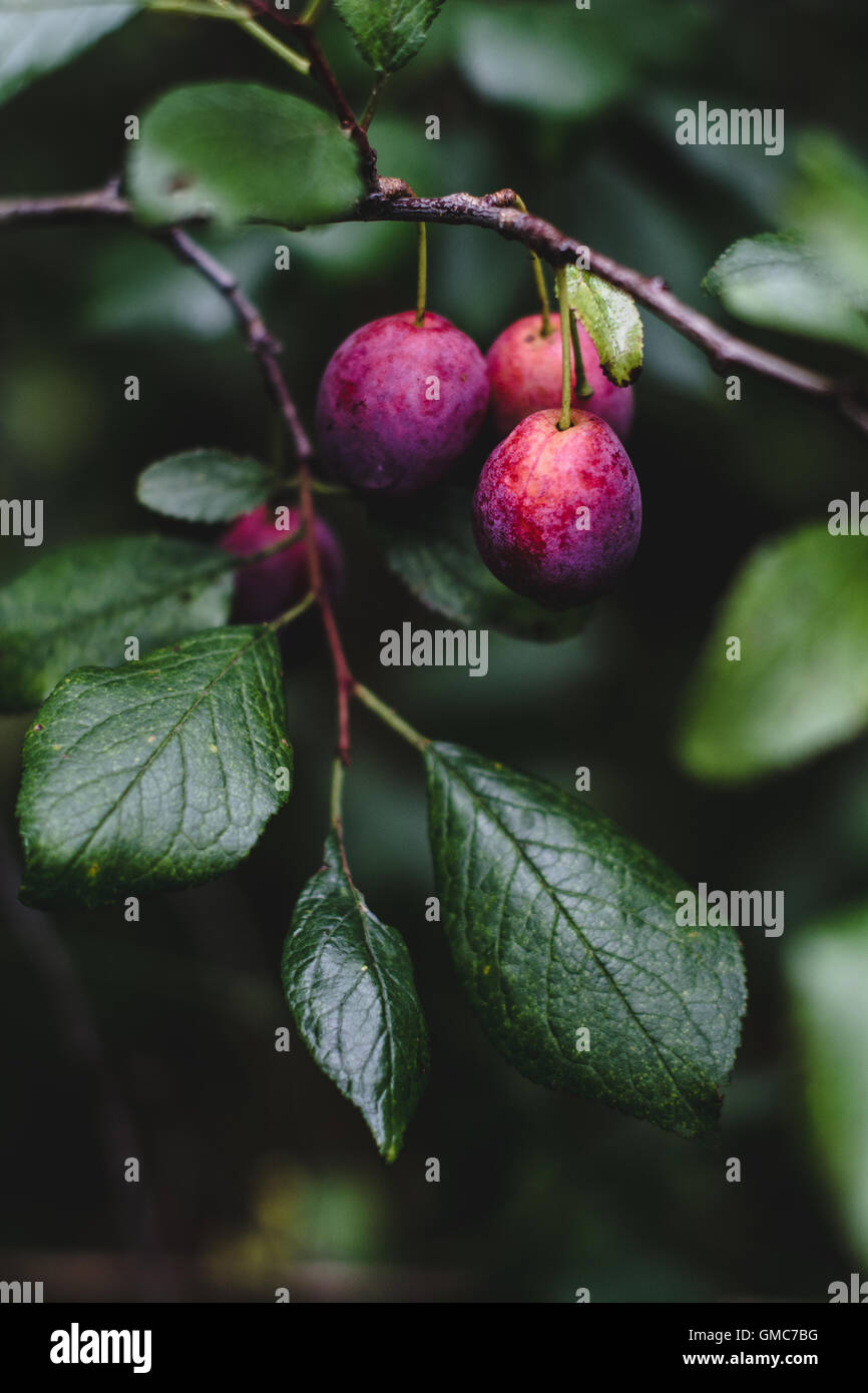 Obstbaum Garten Stockfotos und bilder Kaufen Alamy