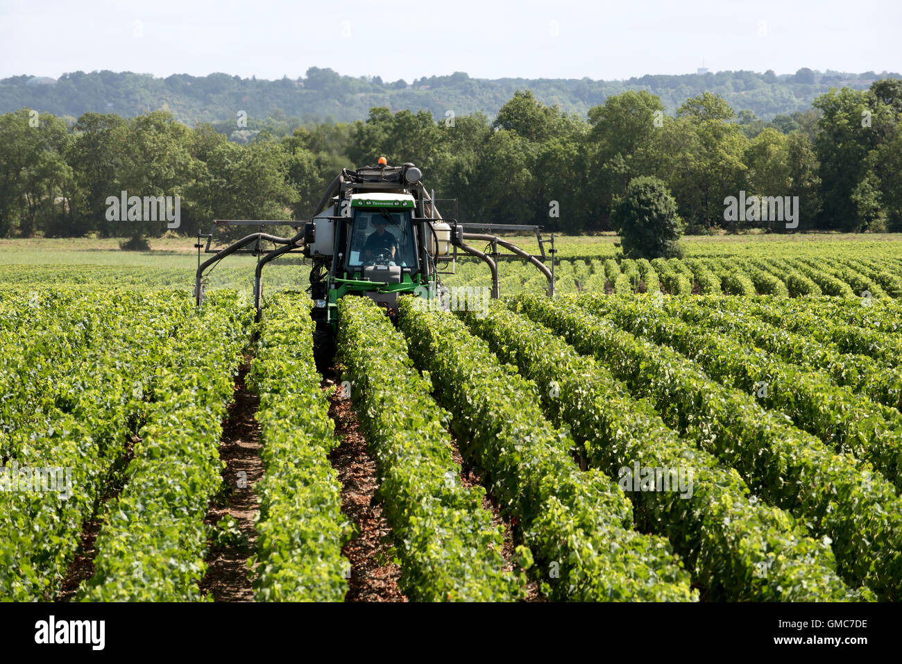 Medoc Frankreich - Reben einer Straddle Traktor Spritzen in der Region Medoc, Frankreich Stockfoto