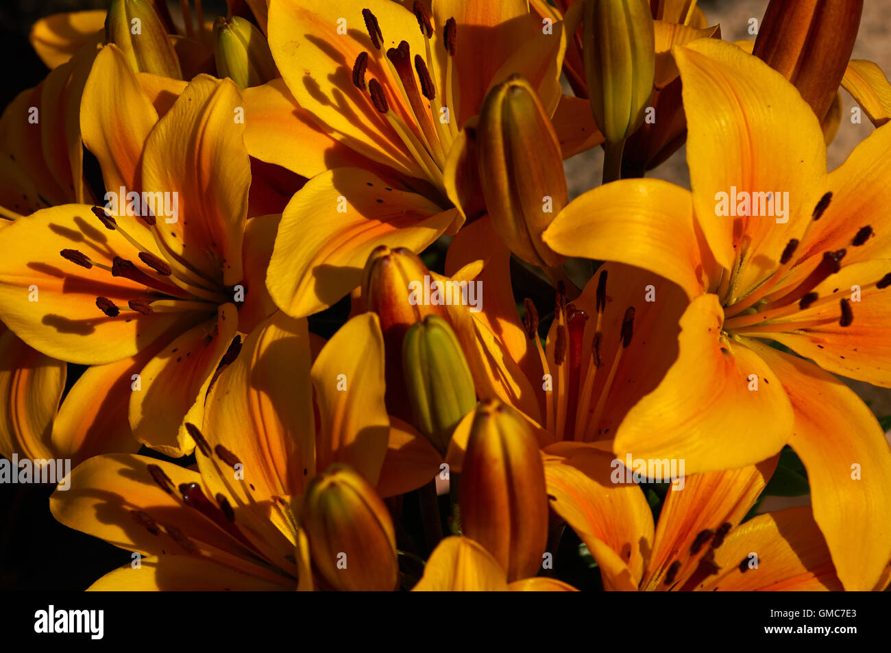 Pflanzen und Blumen, Karibik Asien Stockfoto