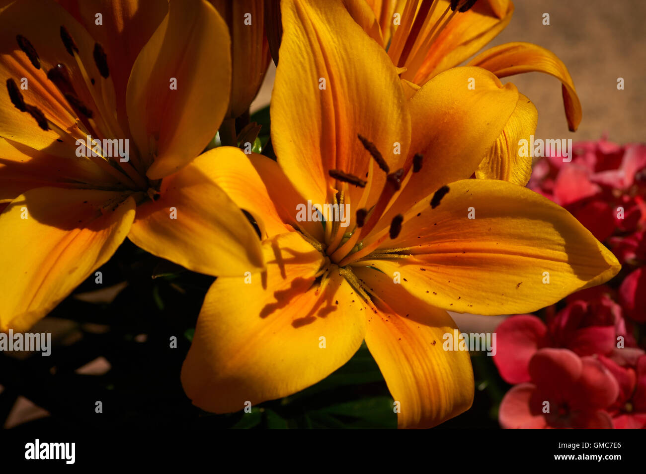 Pflanzen und Blumen, Karibik Asien Stockfoto