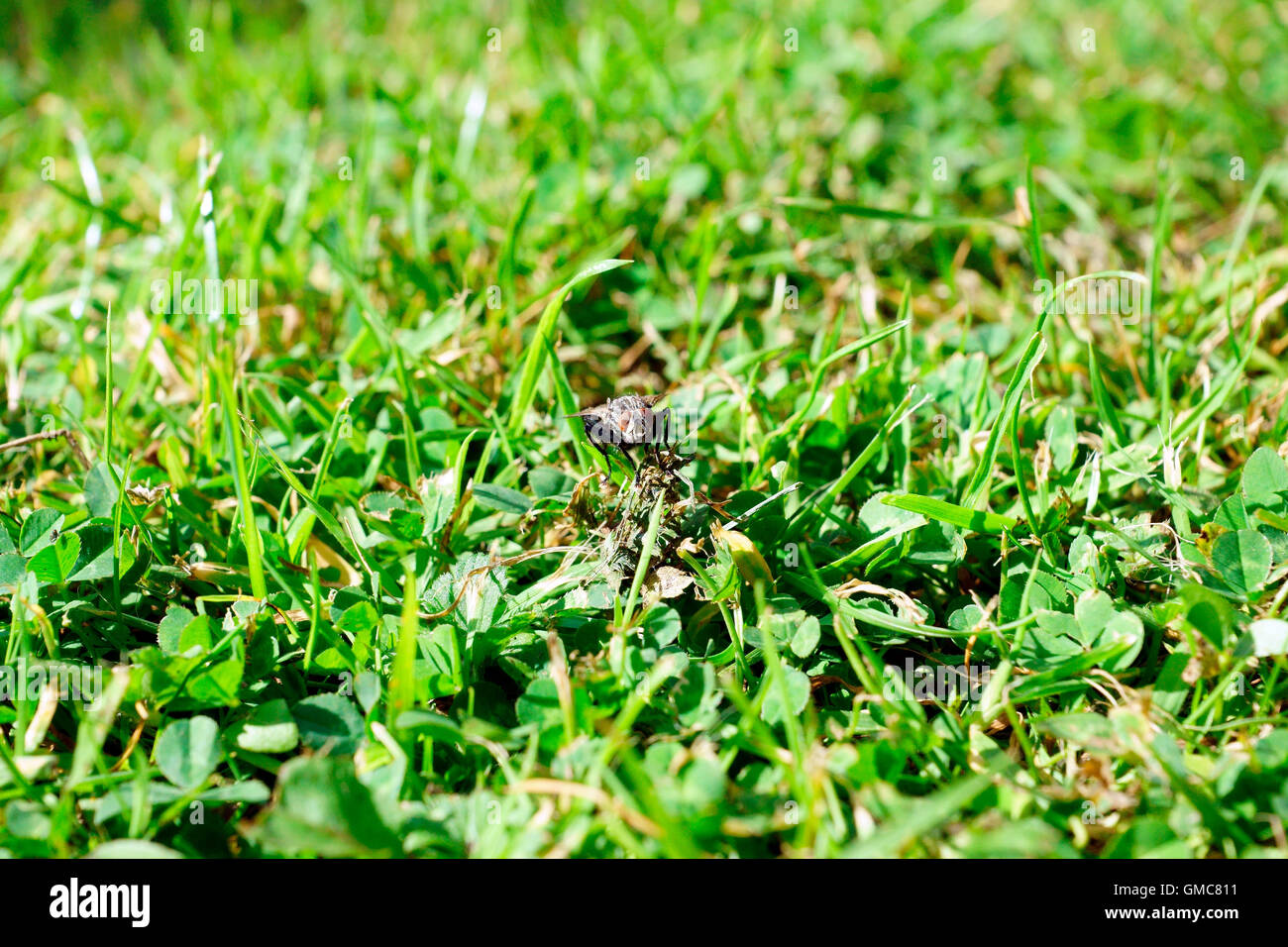 HAUS FLIEGEN IN GRASS Stockfoto