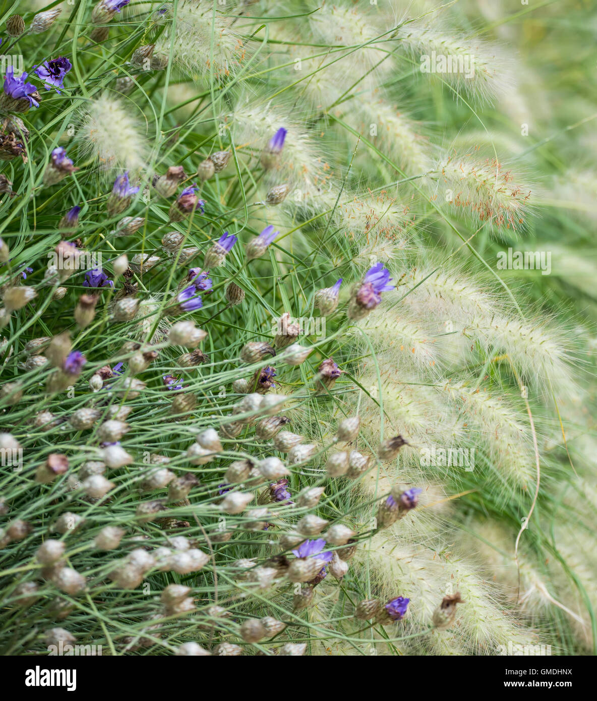 Schönen Sommer Landschaftsbild des lebendigen Wildblumen Wiese mit geringen Schärfentiefe für Effekt Stockfoto