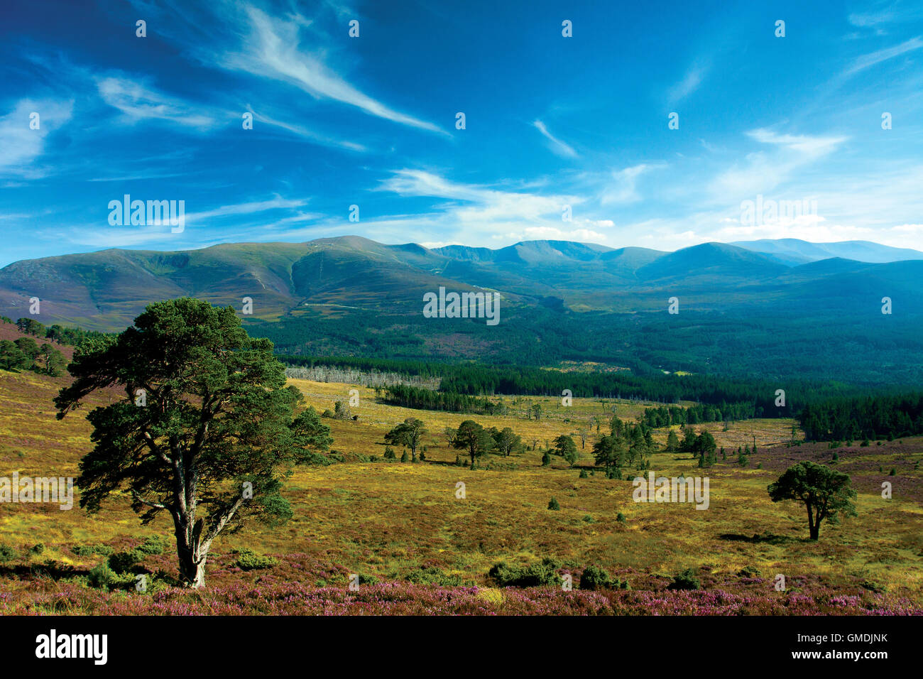 Cairn Gorm und die nördlichen Hochgebirgsflora von Glenmore Forest, Aviemore, Cairngorm National Park, Highland Stockfoto