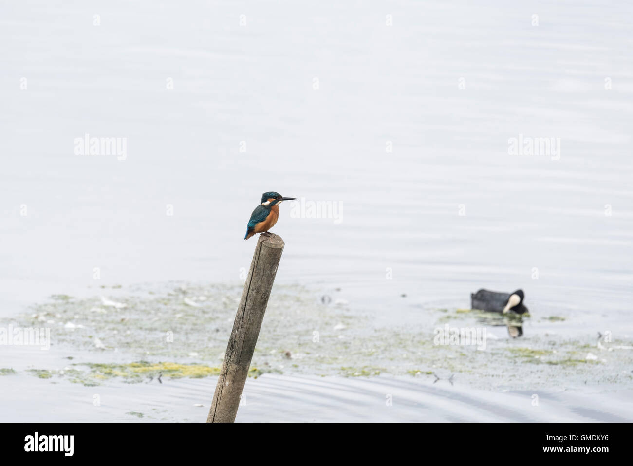 Ein thront Eisvogel Stockfoto