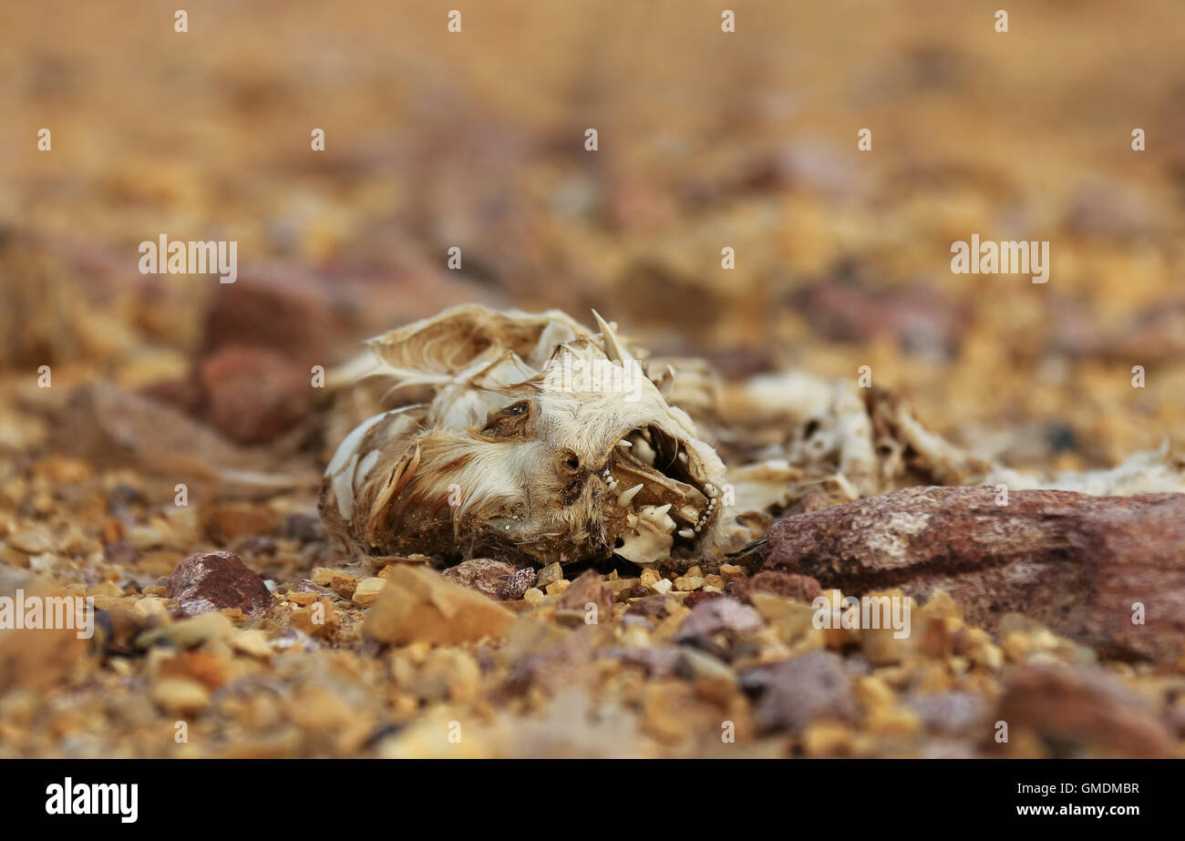 Schlachtkörper rot, rot, Tiere. Stockfoto