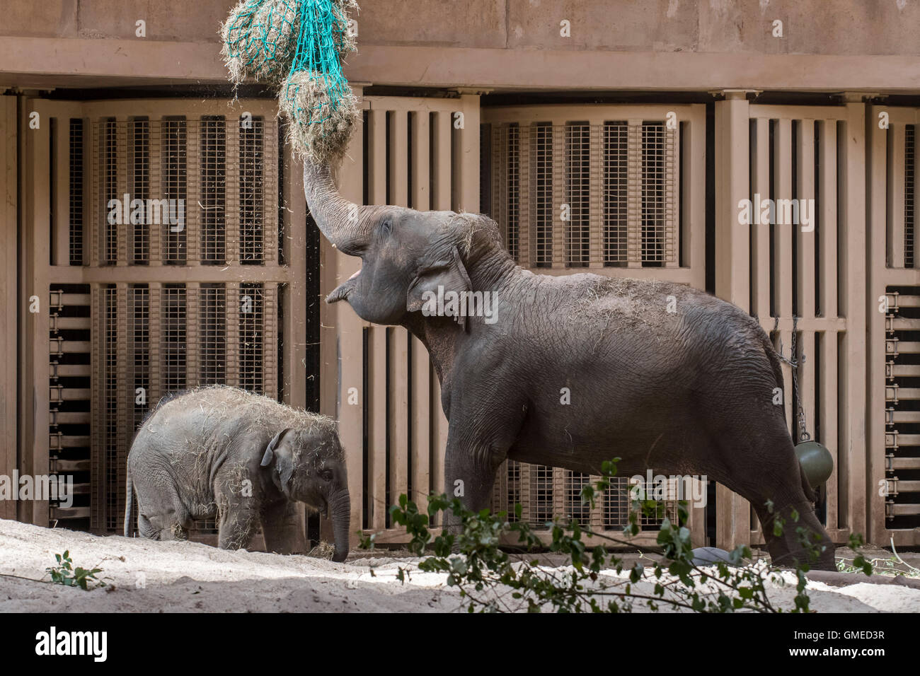 Asiatischer Elefant (Elephas Maximus) mit Säuglingsernährung auf Heu in der Innenanlage in Planckendael Zoo, Belgien Stockfoto