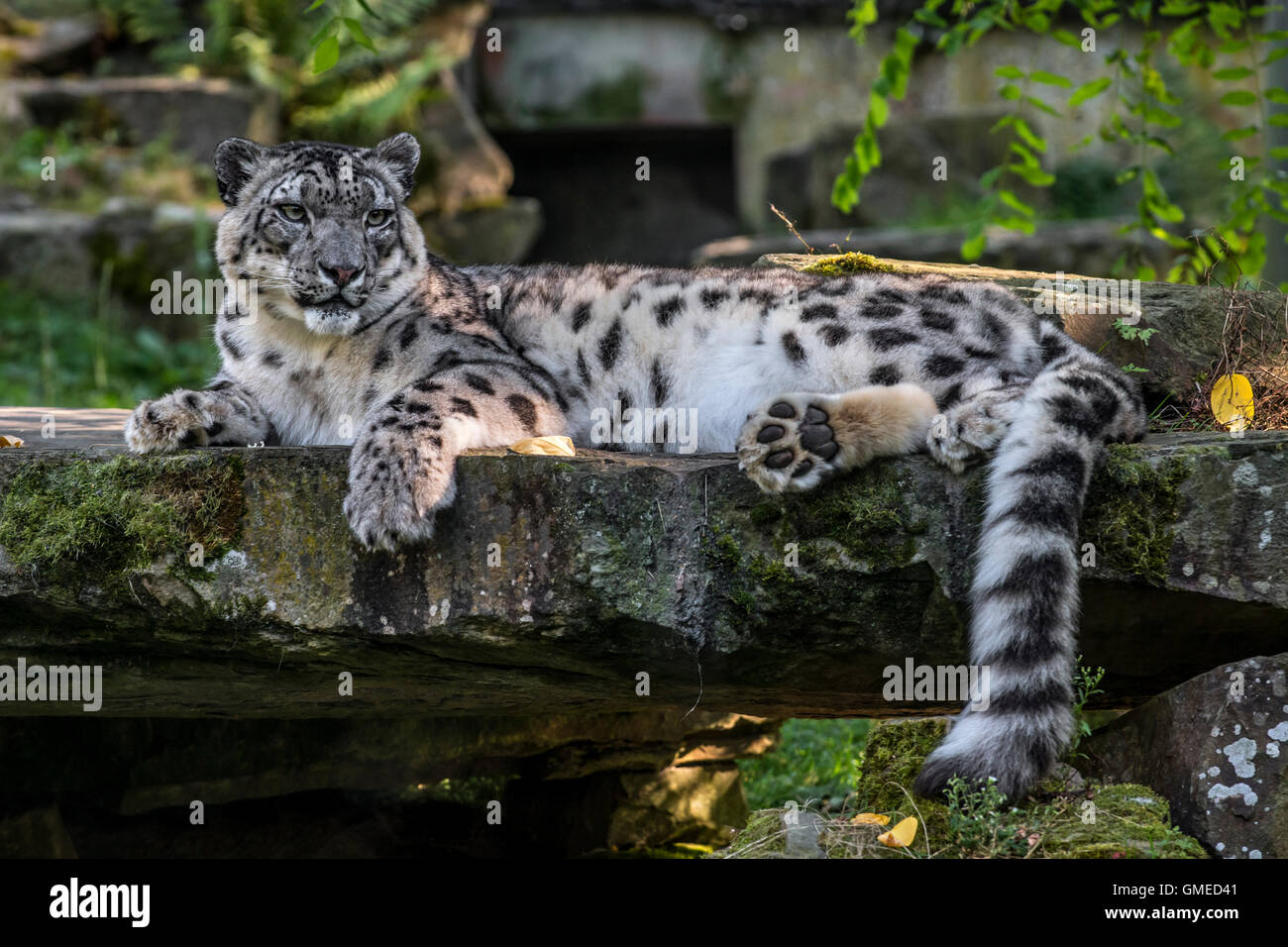 Snow Leopard / Unze (Panthera Uncia / Uncia Uncia) ruht auf Felsen in Planckendael Zoo, Belgien Stockfoto