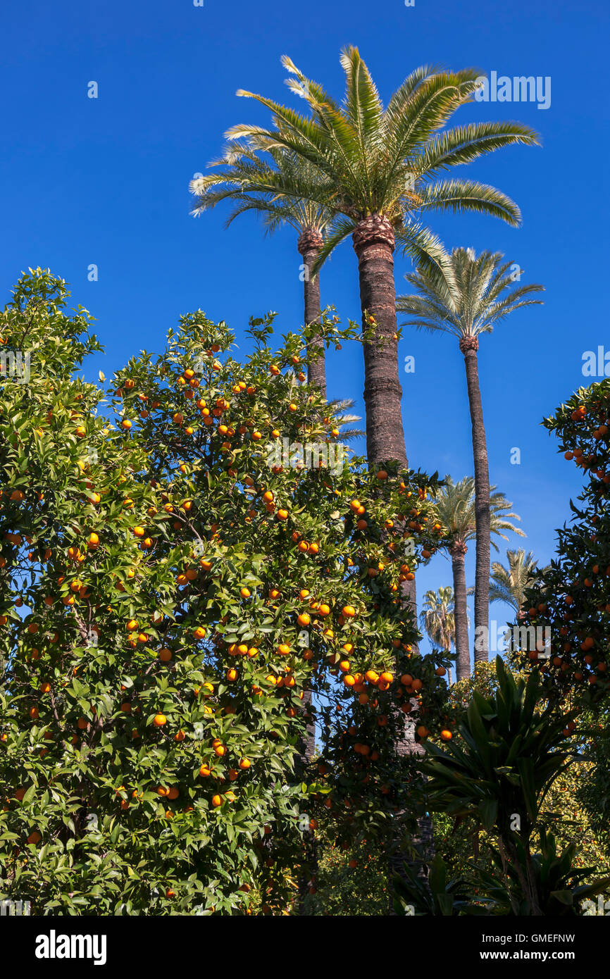 Jardín del Marqués De La Vega-Inclán, Real Alcázar Gärten, Sevilla, Andalusien, Spanien: Orange und Palmen Stockfoto