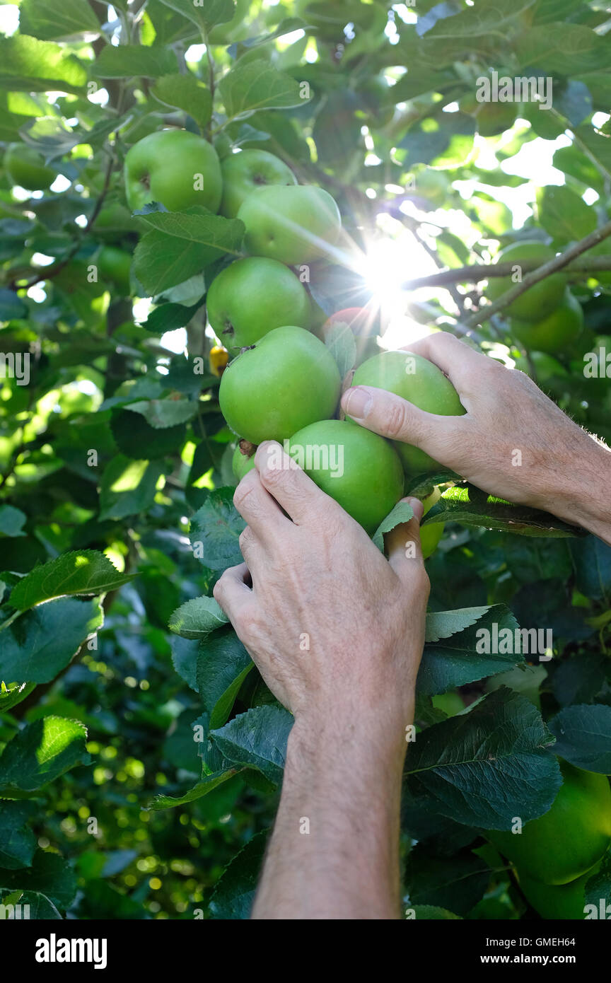 ältere männliche Gärtner Bramley-Äpfel pflücken Stockfoto