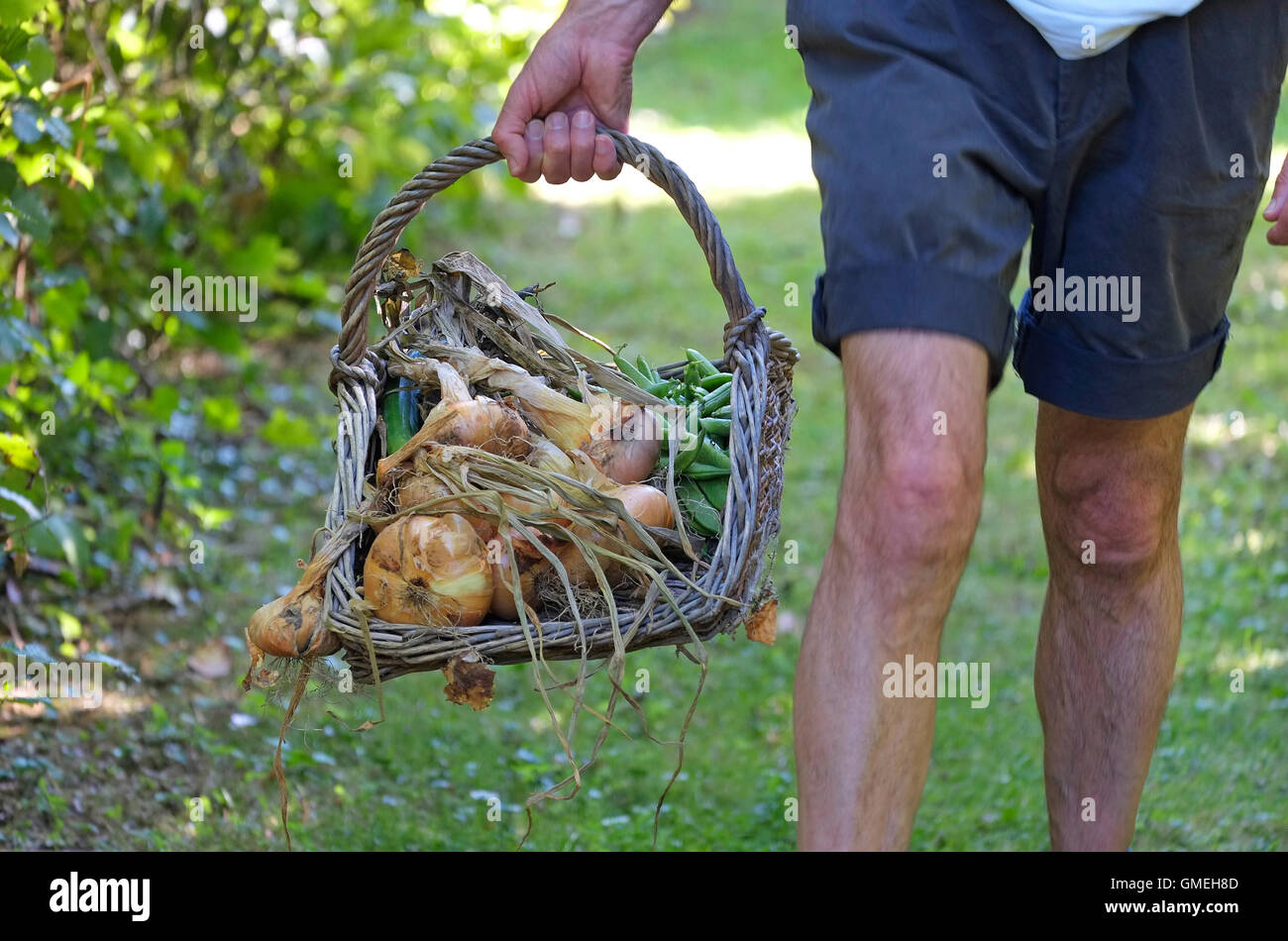 ältere männliche Gärtner halten Weidenkorb Stockfoto