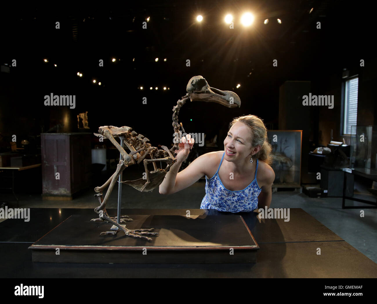 Mitarbeiter Lindsay Hoadley bereitet eine fast vollständige Dodoskelett auf Sommer Ort Auktionen in Billingshurst, West Sussex, wo es das erste seiner Art, kommen zum Verkauf in fast 100 Jahren sein wird. Stockfoto