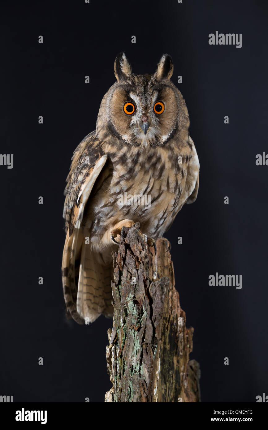 Waldohreule, Waldohr-Eule Asio Otus, Waldohreule, Le Hibou Moyen-duc Stockfoto