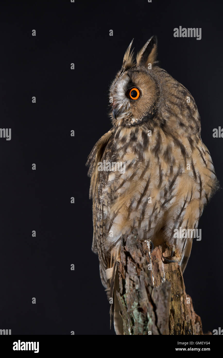 Waldohreule, Waldohr-Eule Asio Otus, Waldohreule, Le Hibou Moyen-duc Stockfoto