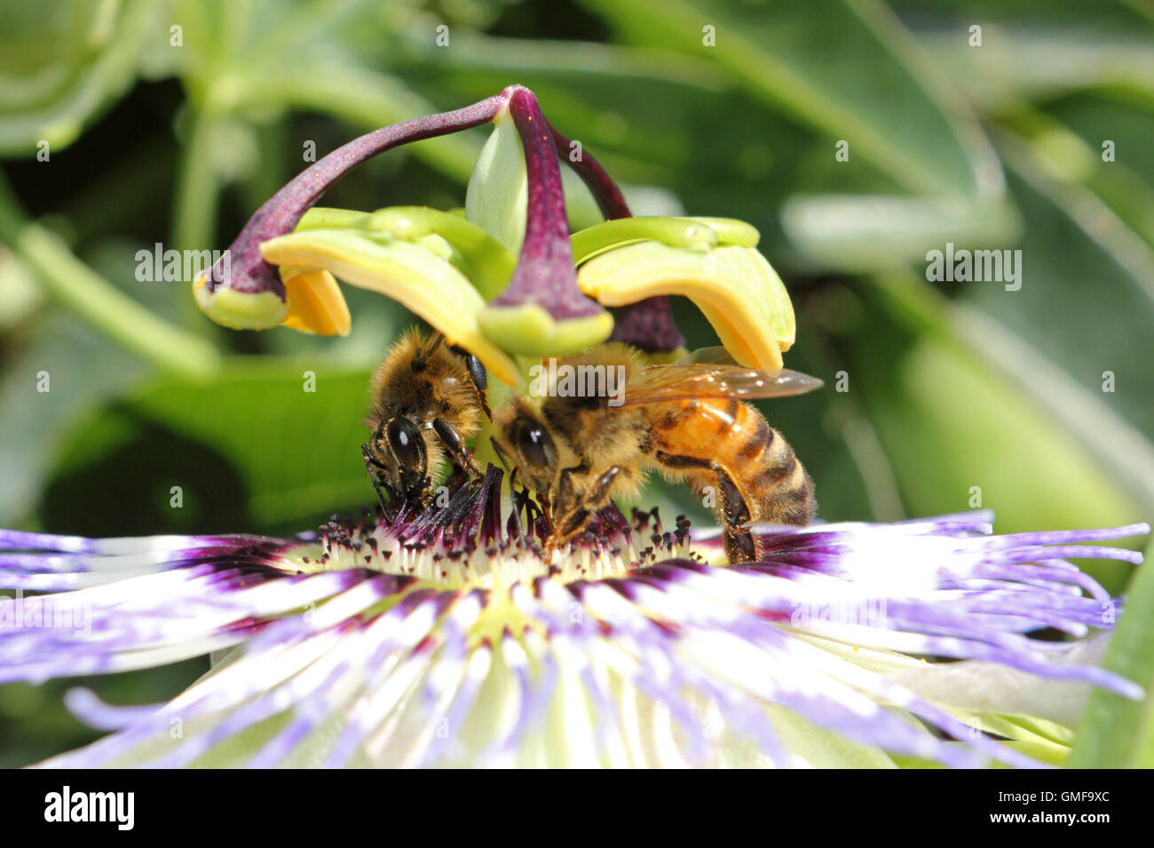 Epsom, Surrey, UK. 26. August 2016.  Zwei Bienen ernähren sich von Nektar der eine Passionsblume an einem warmen und sonnigen Tag in Epsom. Bildnachweis: Julia Gavin UK/Alamy Live-Nachrichten Stockfoto