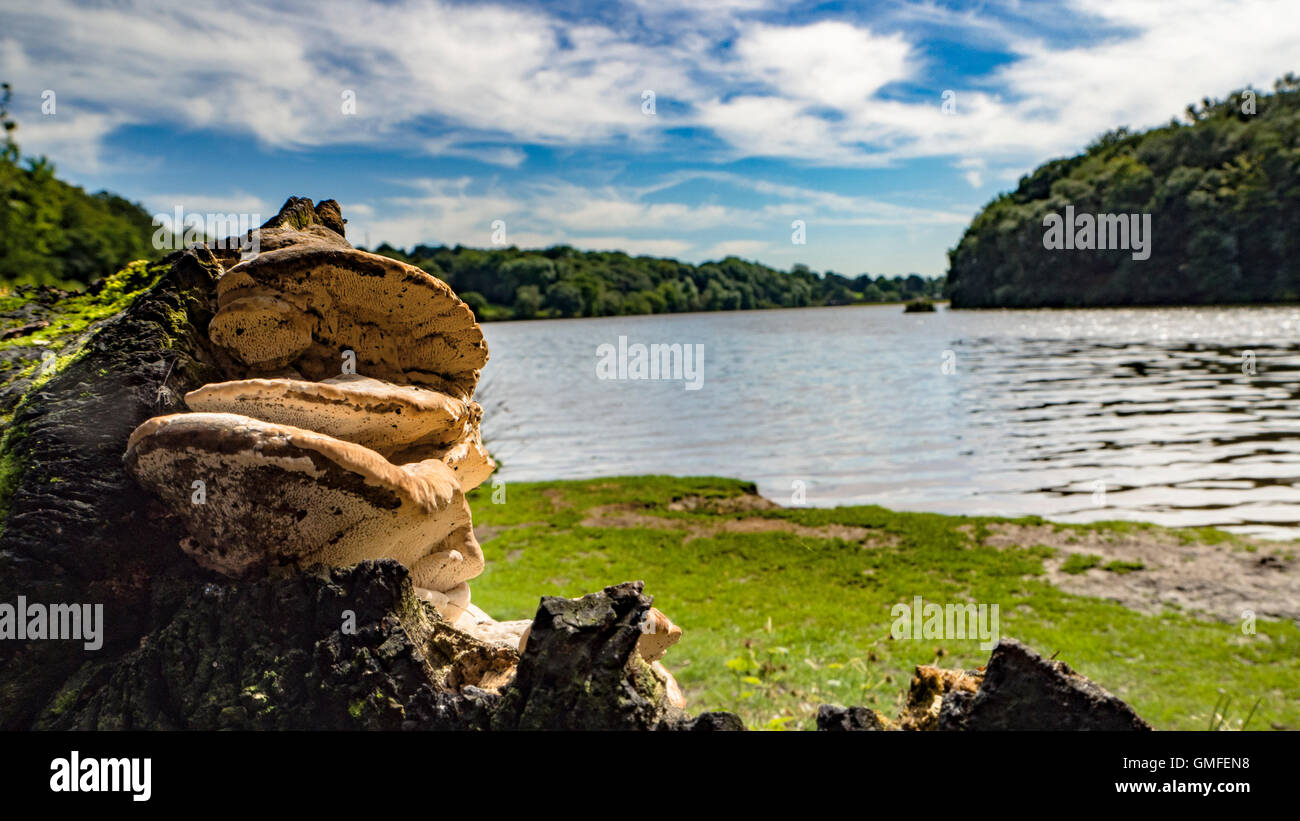 Pilze in eine Seenlandschaft Stockfoto