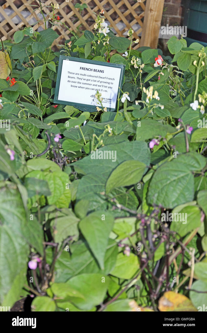 Im Rahmen des unglaublichen essbar, Todmorden in Hochbeeten wachsen grüne Bohnen Stockfoto