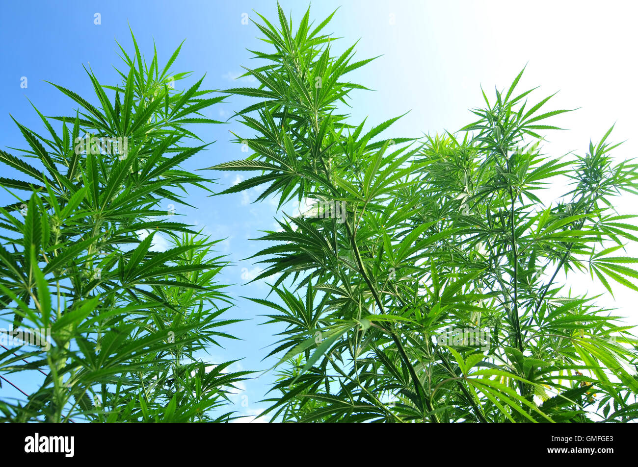 Wachsenden Cannabis-Pflanze mit blauen Himmel im Hintergrund Stockfoto