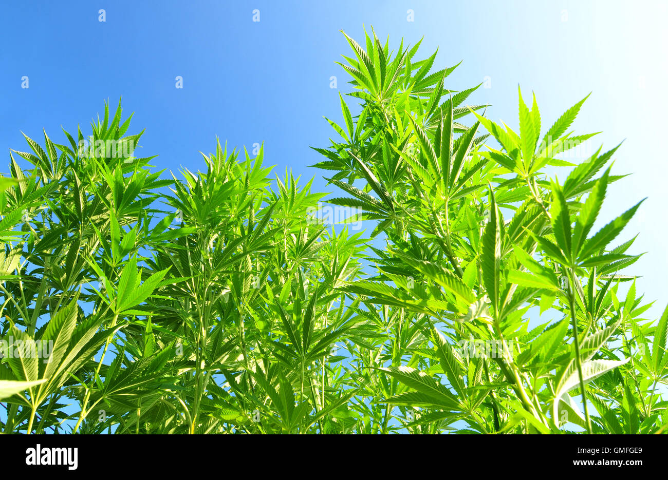 Wachsenden Cannabis-Pflanze mit blauen Himmel im Hintergrund Stockfoto