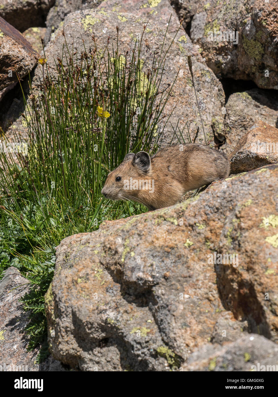 Pika (Ochotona Princeps), Columbine Pass Trail, Weminuche Wilderness, San Juan National Forest, Colorado. Stockfoto