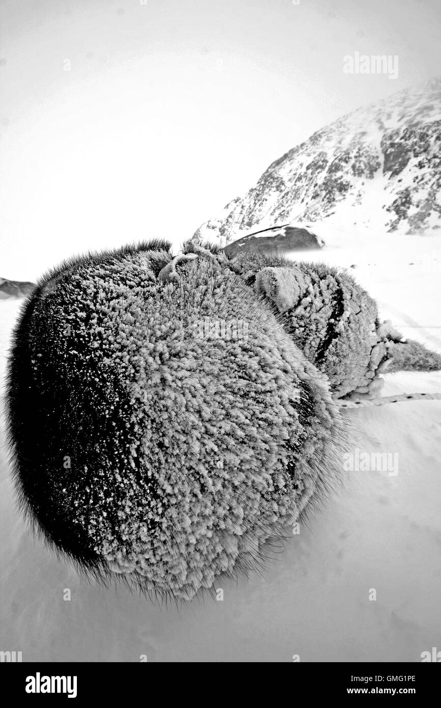 Schlittenhunde. Kulusuk. Grönland Stockfoto