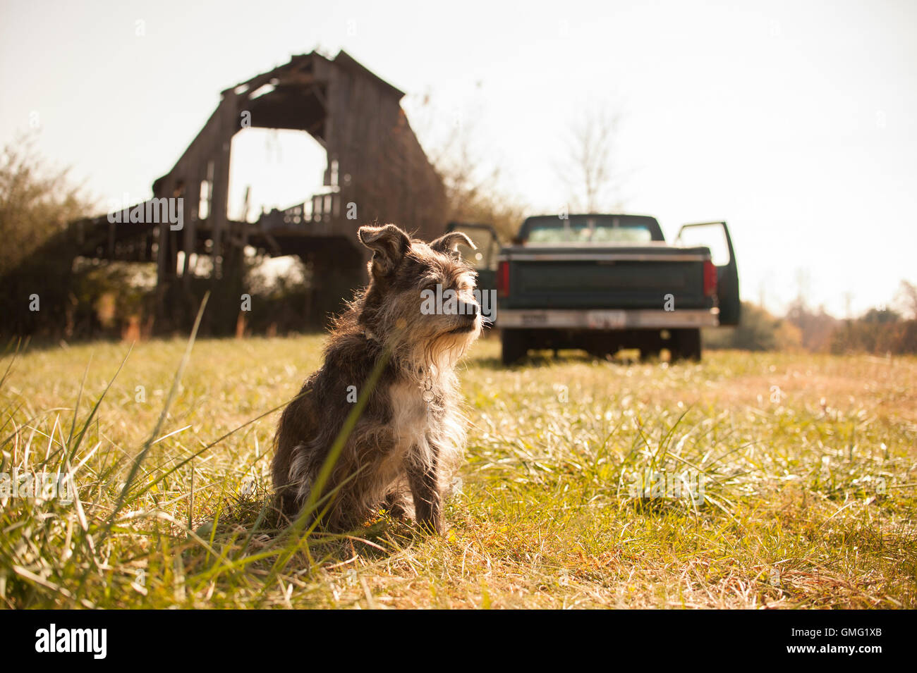Scruffy Terrier-Mix in einem Bereich von einer alten Scheune und LKW Stockfoto
