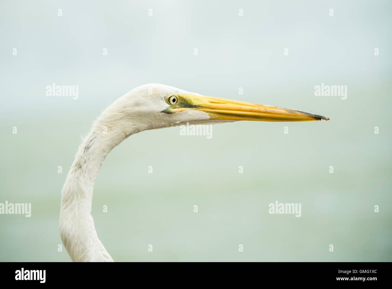 Silberreiher mit sauberer Hintergrund, sehr konzentriert Stockfoto