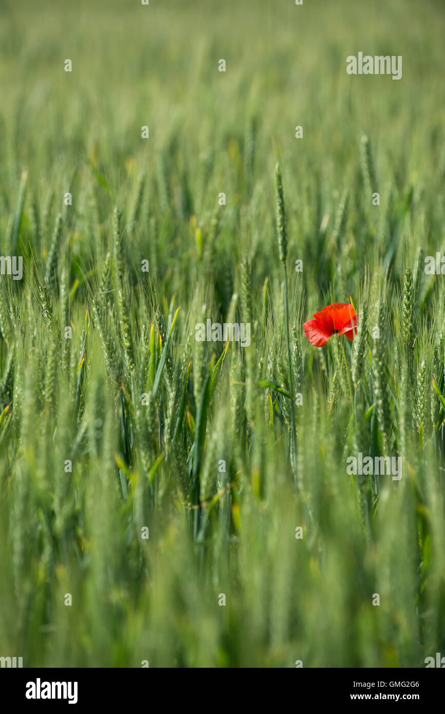 Landwirtschaft grünen Weizenernte in Feld mit einzelnen Mohn Medium schließen Mais vertikale Landwirtschaft Stockfoto