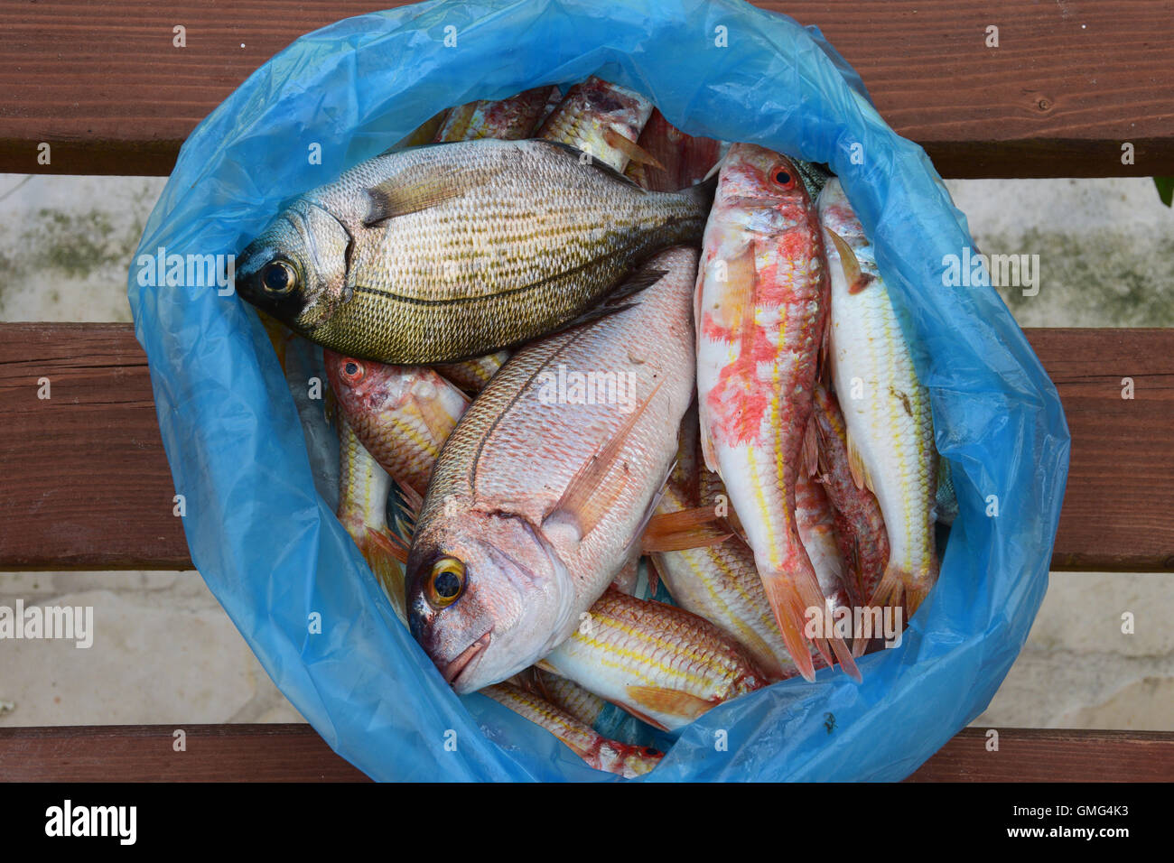 Frische rote Meerbarbe und Brassen Mittelmeerfischen in Plastiktüte. Stockfoto