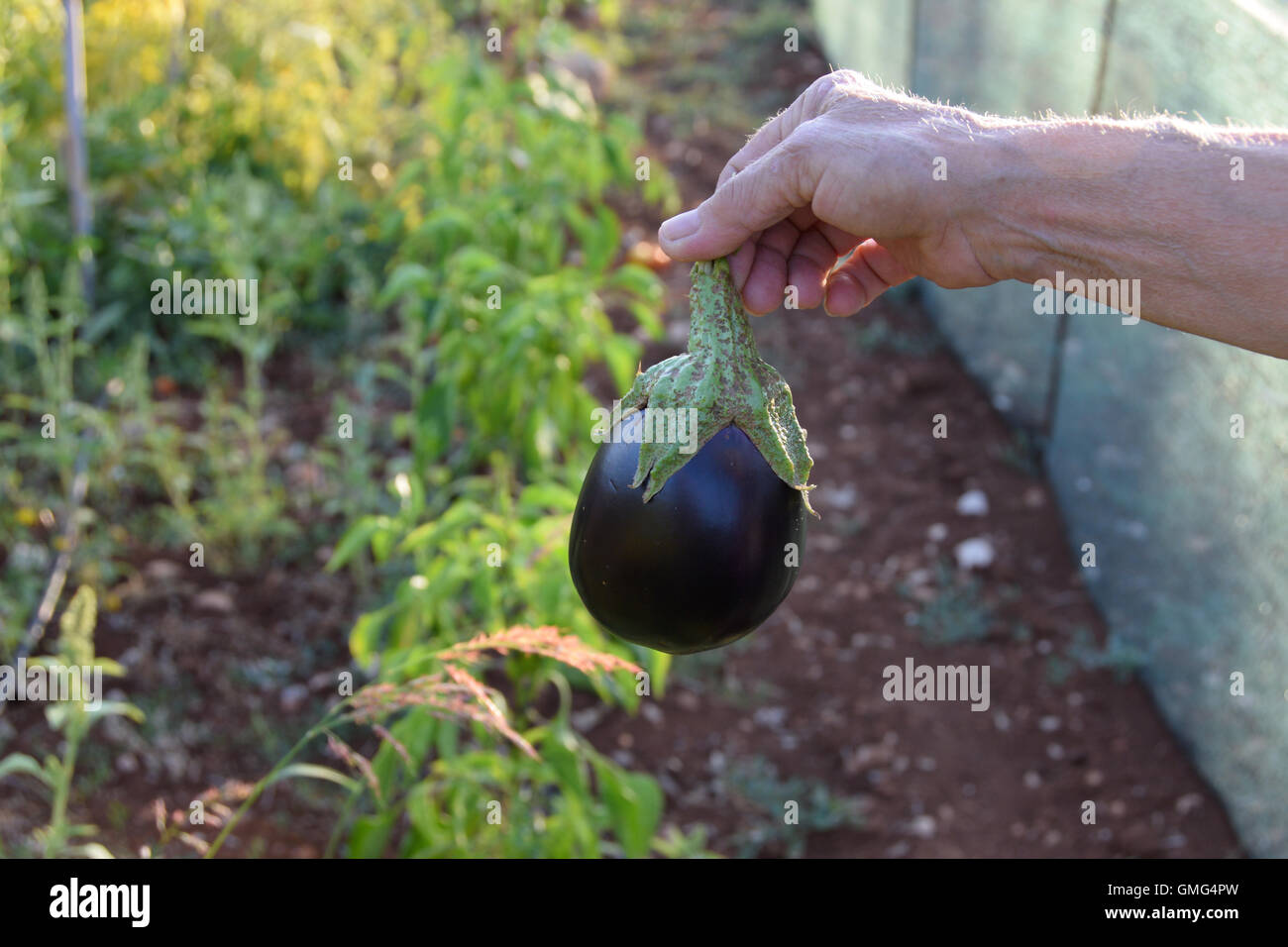 Hand mit frischen Auberginen schneiden aus biologischen Gemüsegarten. Landwirtschaftliches Erzeugnis. Stockfoto