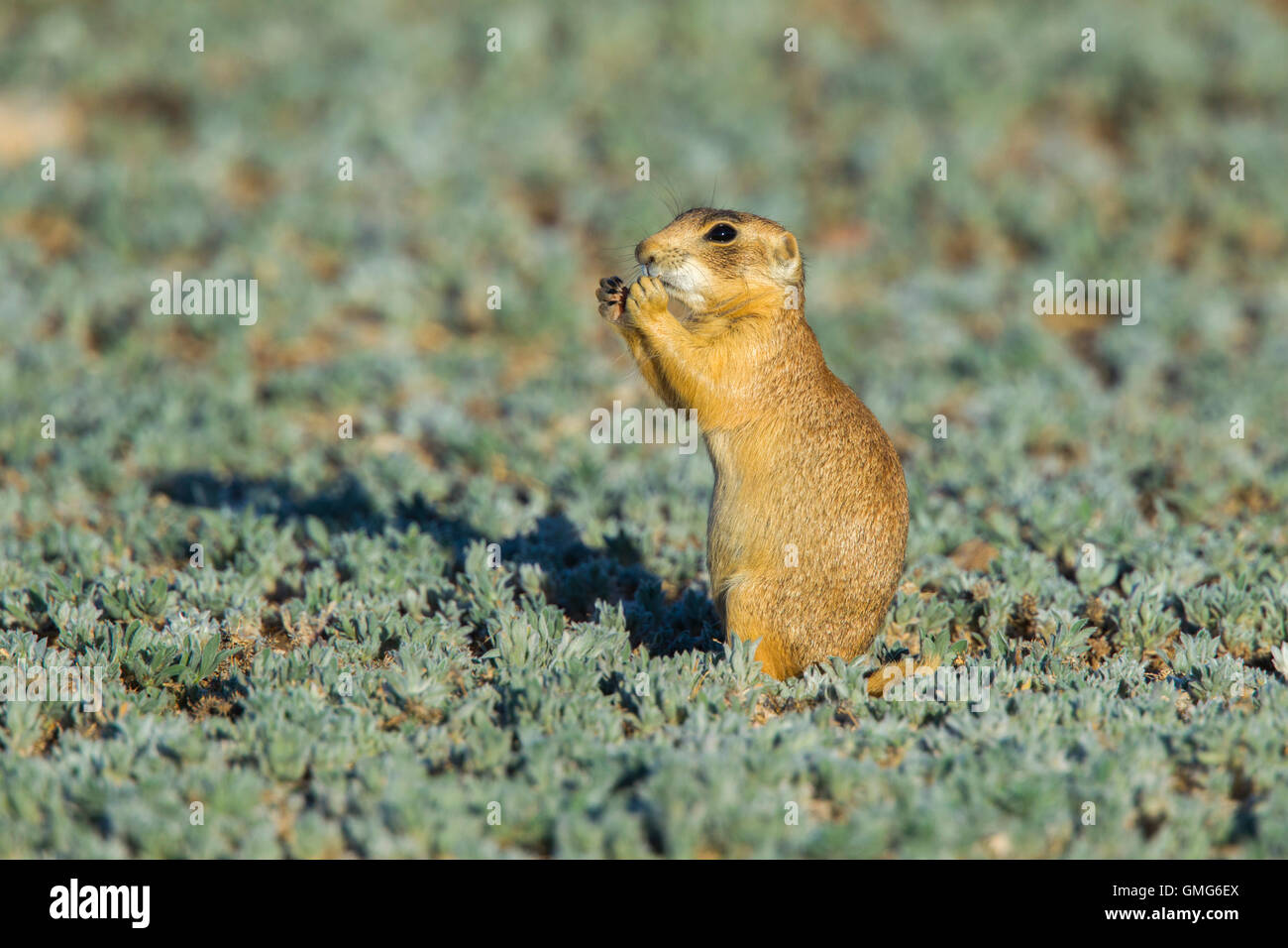 Utah-Präriehund Cynomys Parvidens Cedar City, Utah, Vereinigte Staaten von Amerika 8 Juli Erwachsenen essen.     Sciuridae Stockfoto