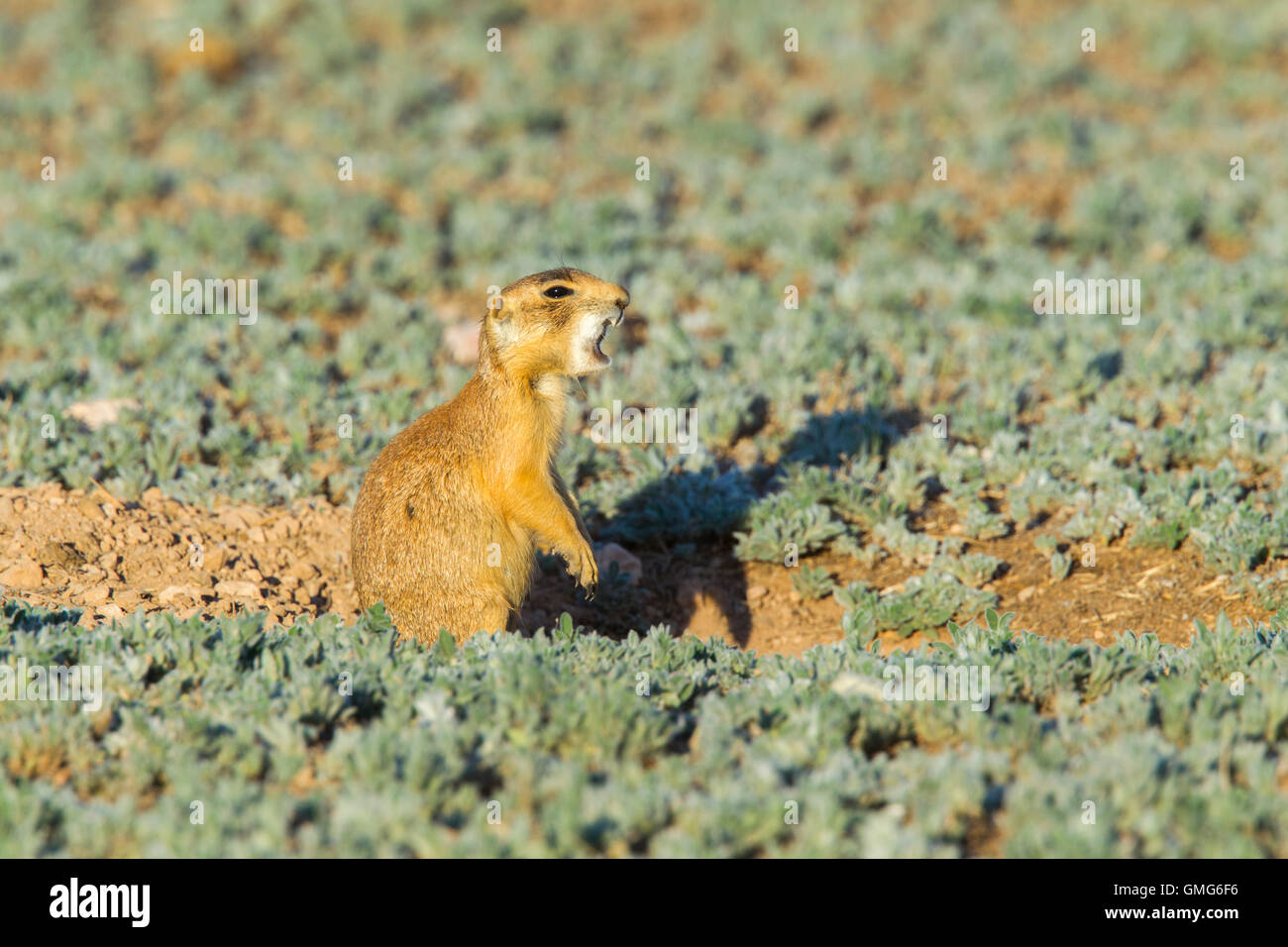 Utah-Präriehund Cynomys Parvidens Cedar City, Utah, USA 8 Juli Erwachsenen Graben durch Eingang Alarmruf geben.     SC Stockfoto