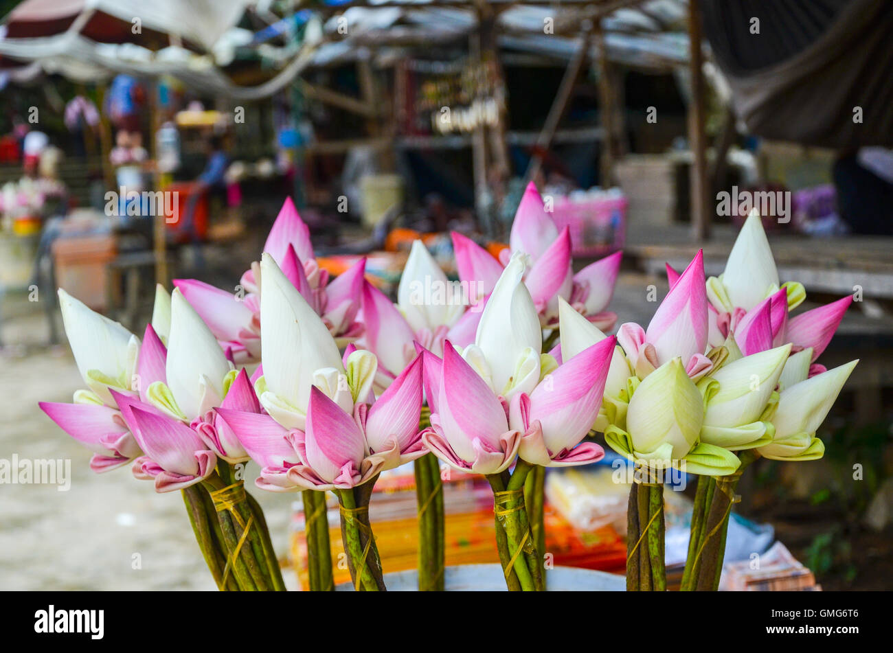 Lotusblumen für buddhistische religiöse Zeremonie, Oudong, Kambodscha Stockfoto
