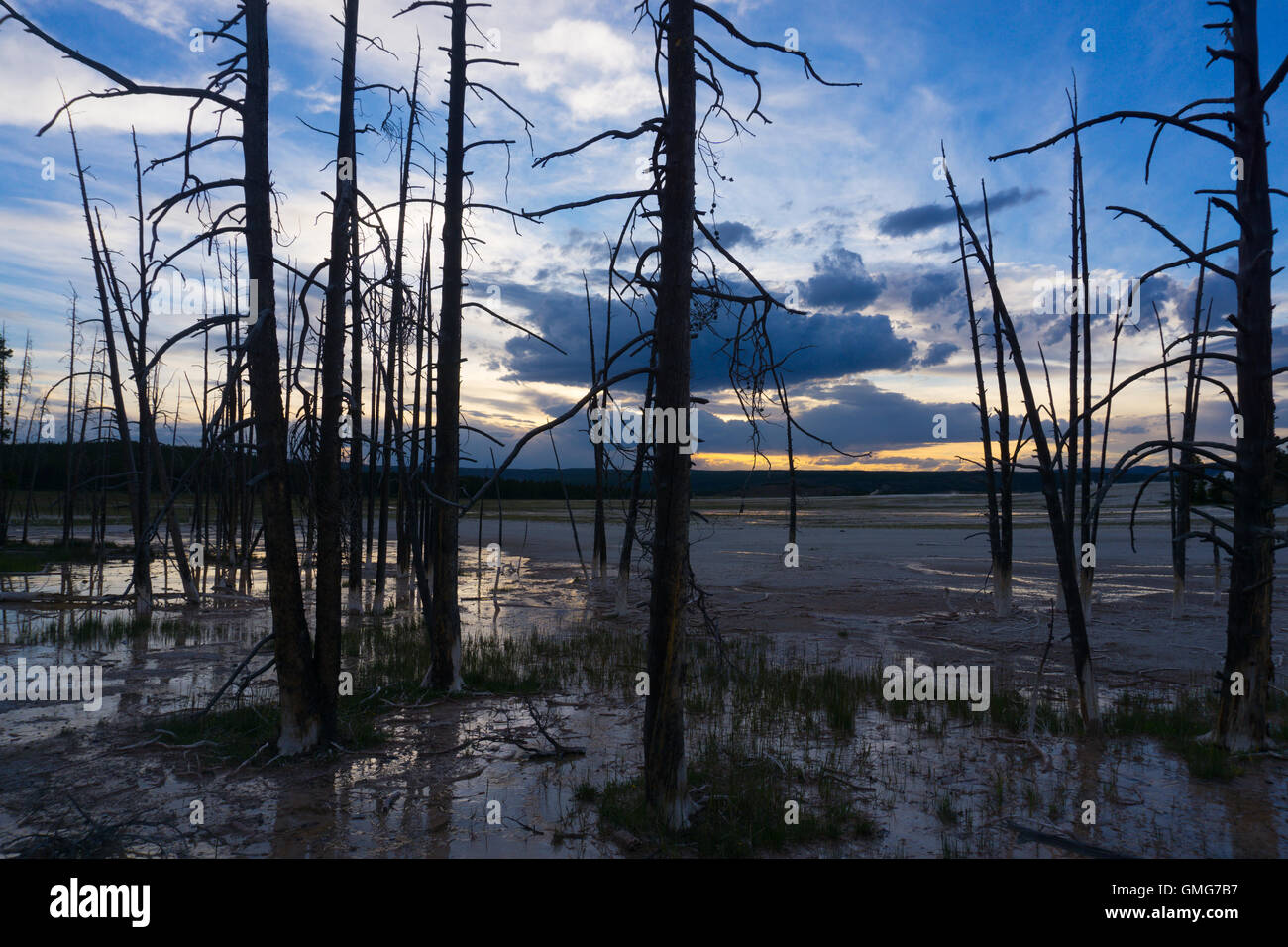Verbrannte Bäume in der Dämmerung in Yellowstone, Wyoming, USA Stockfoto