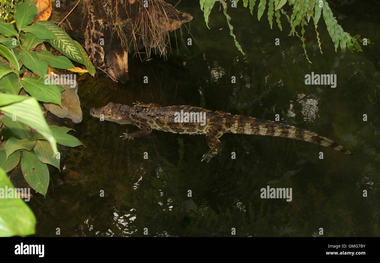 South American breiten snouted Kaiman (Caiman Latirostris) Stockfoto