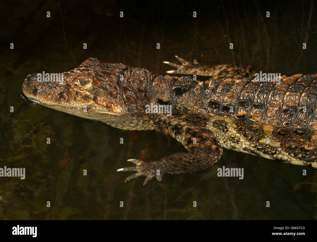 South American breiten snouted Kaiman (Caiman Latirostris) Stockfoto