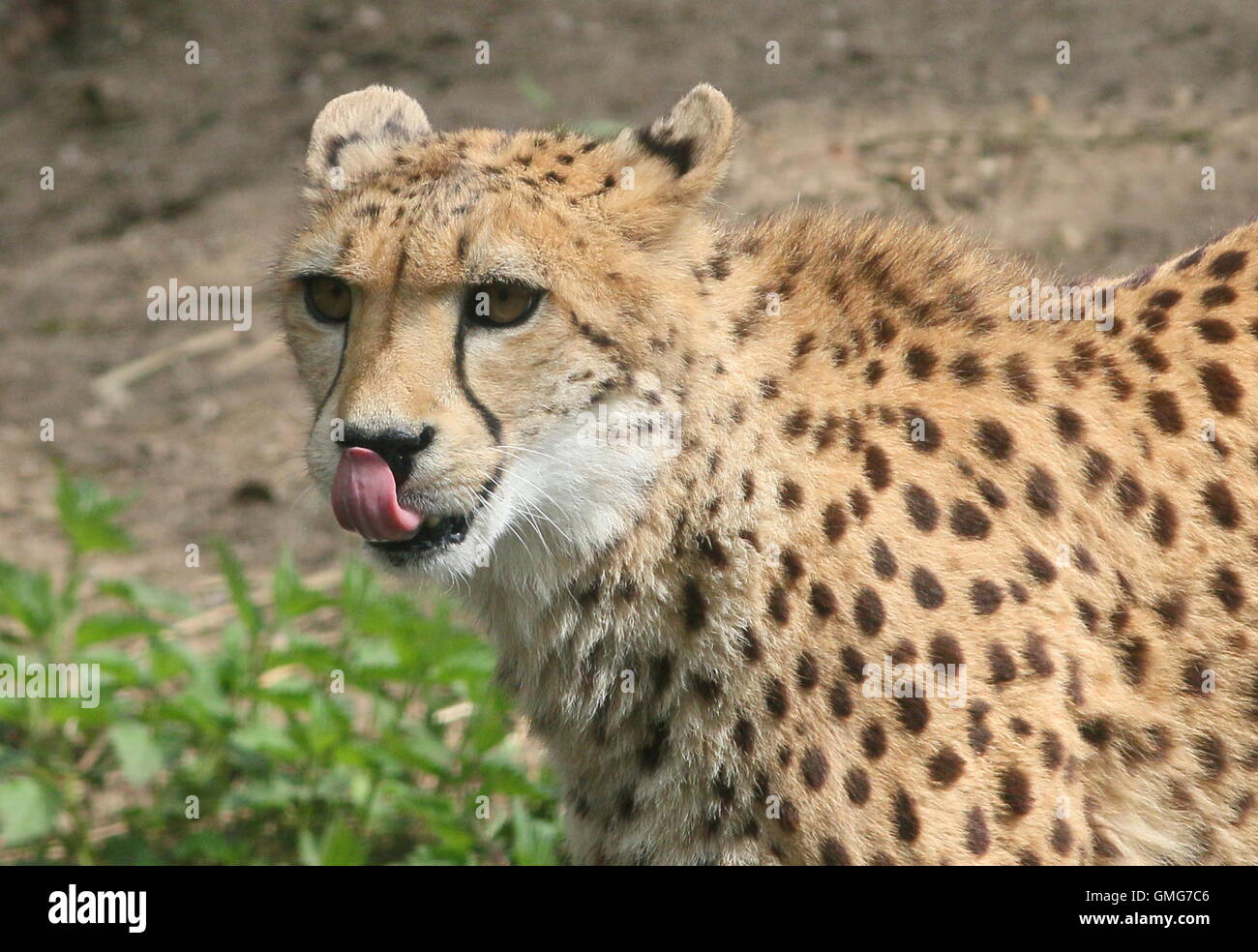 Reifen Sie Cheetah (Acinonyx Jubatus) Nahaufnahme des Kopfes. Stockfoto
