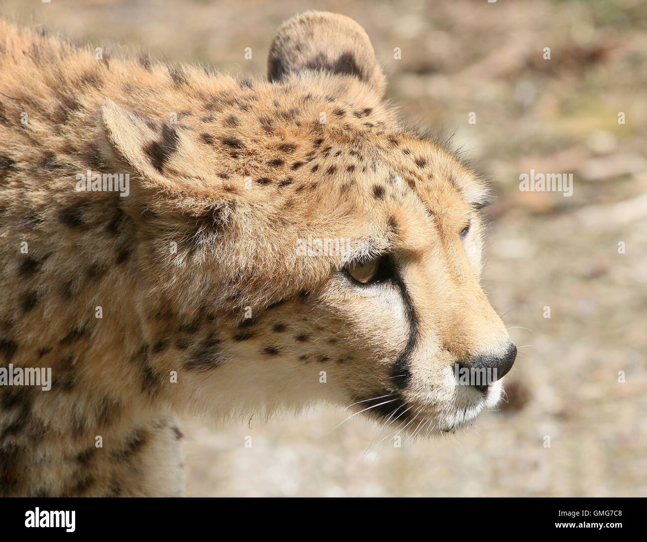 Reife Cheetah (Acinonyx Jubatus)-Nahaufnahme des Kopfes, im Profil gesehen Stockfoto