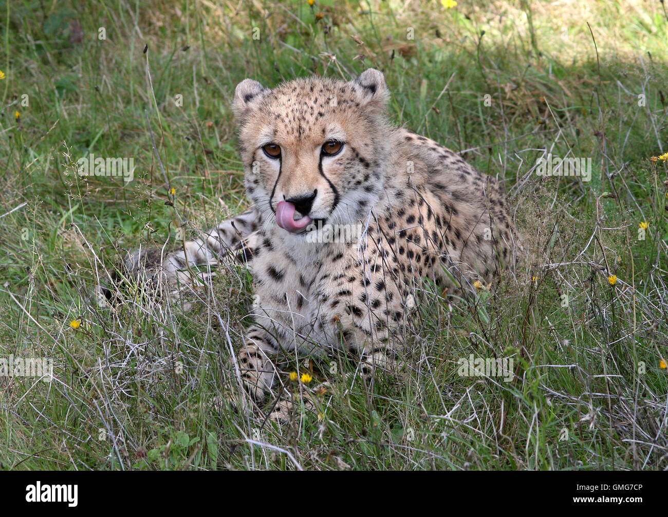 Ältere weibliche Cheetah (Acinonyx Jubatus) auf dem Boden liegend ihre Lippen lecken Stockfoto