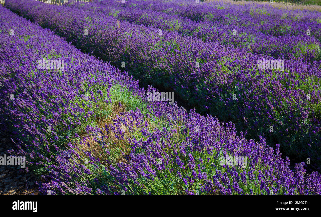 Cotswold Lavendel Feld in voller Blüte Stockfoto