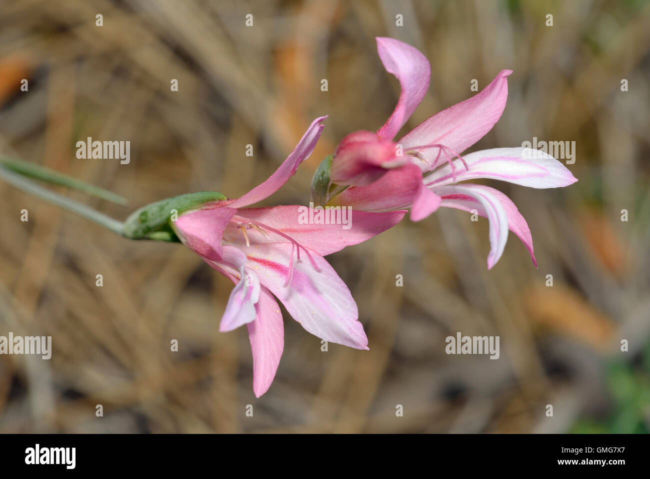Dreiblättrige Gladiolus Gladiolen Triphyllus endemisch in Zypern