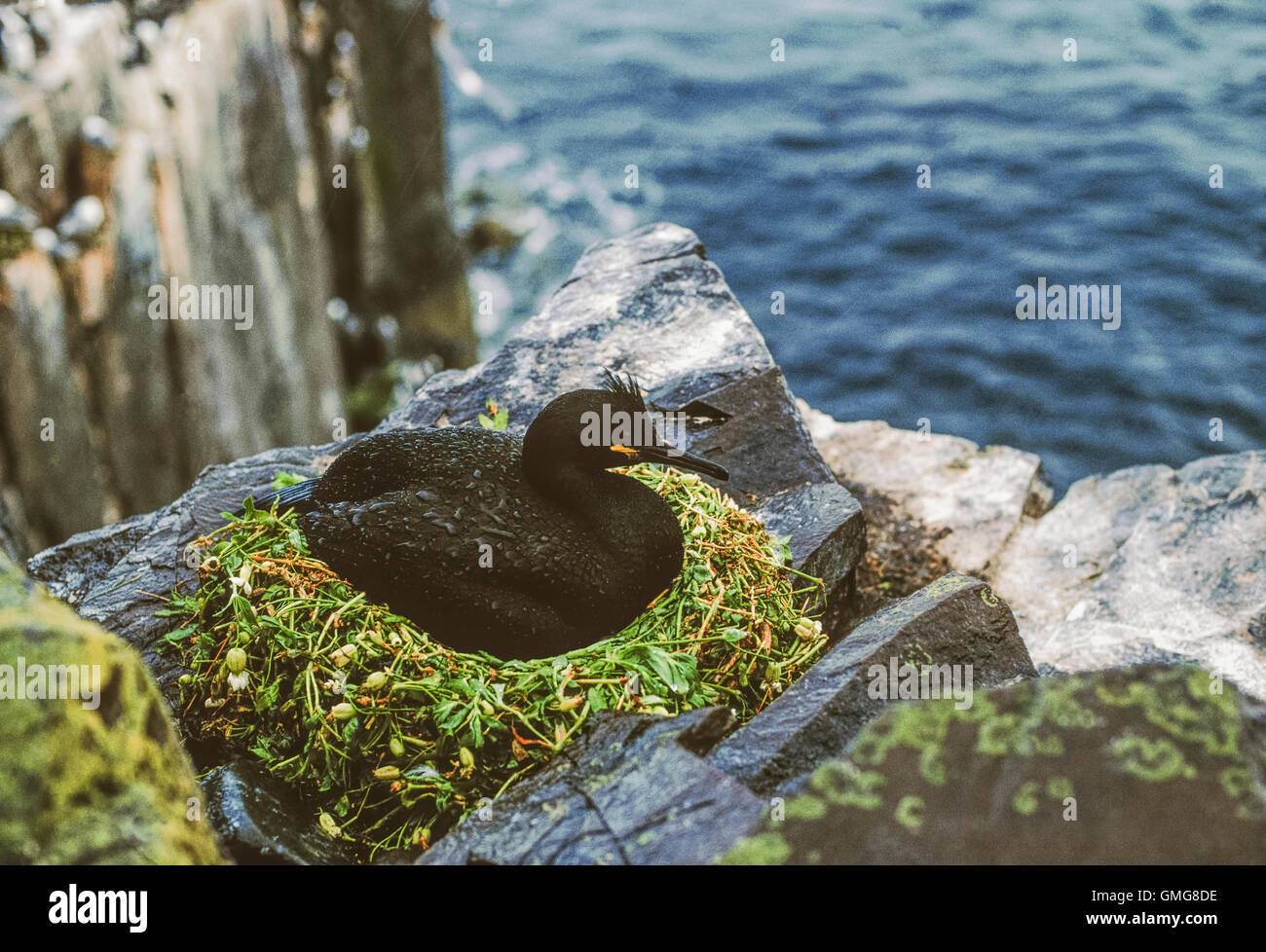 Shag (Phalacrocorax Aristotelis) auf Klippe Nest, Inner Farne, Farne Inseln, vor der Küste von Northumberland, britische Inseln Stockfoto