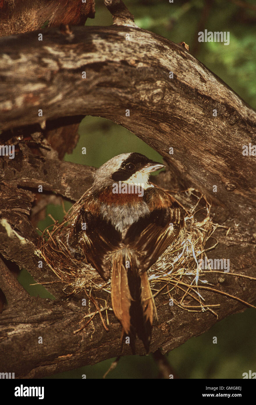 Bucht-backed Shrike, Lanius Vittatus, Altvogel sitzt auf Nest, Bharatpur, Indien Stockfoto