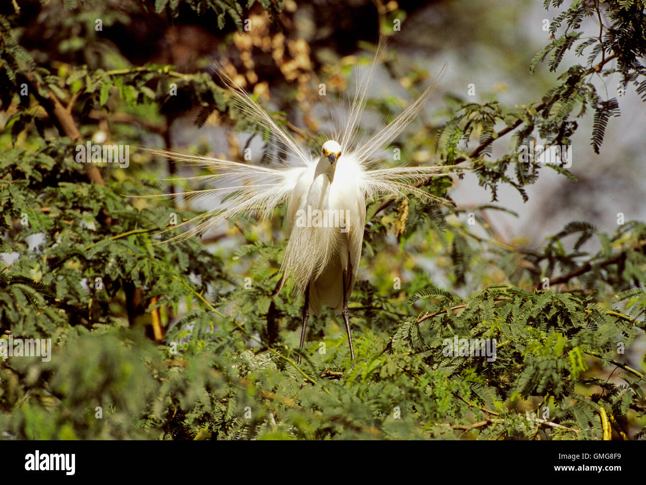Fortgeschrittene Reiher, Mesophoyx Intermedia, Federn, Keoladeo Ghana Nationalpark, Bharatpur, Indien anzeigen Stockfoto