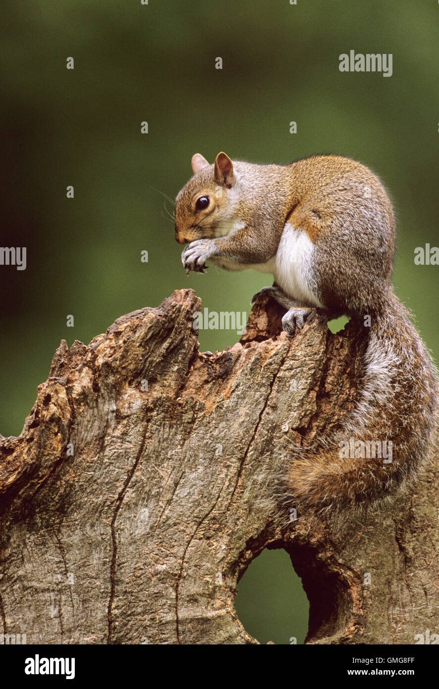 Graue Eichhörnchen, Sciurus Carolinensis, Fütterung, Regents Park, London Stockfoto