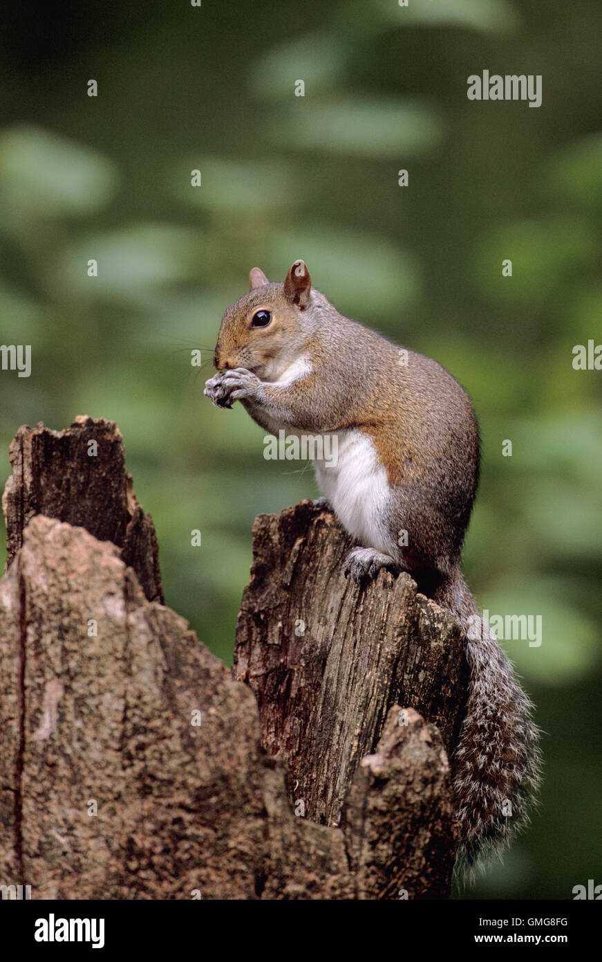 Graue Eichhörnchen, Sciurus Carolinensis, Fütterung, Regents Park, London Stockfoto