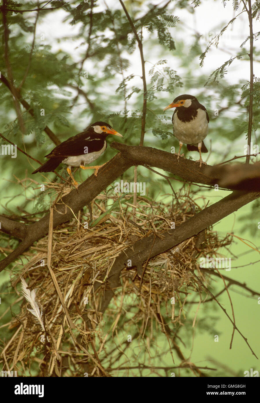 Trauerschnäpper Myna oder Pied Starling (Sturrnus Contra), Zuchtpaar neben Nest, Indien Stockfoto