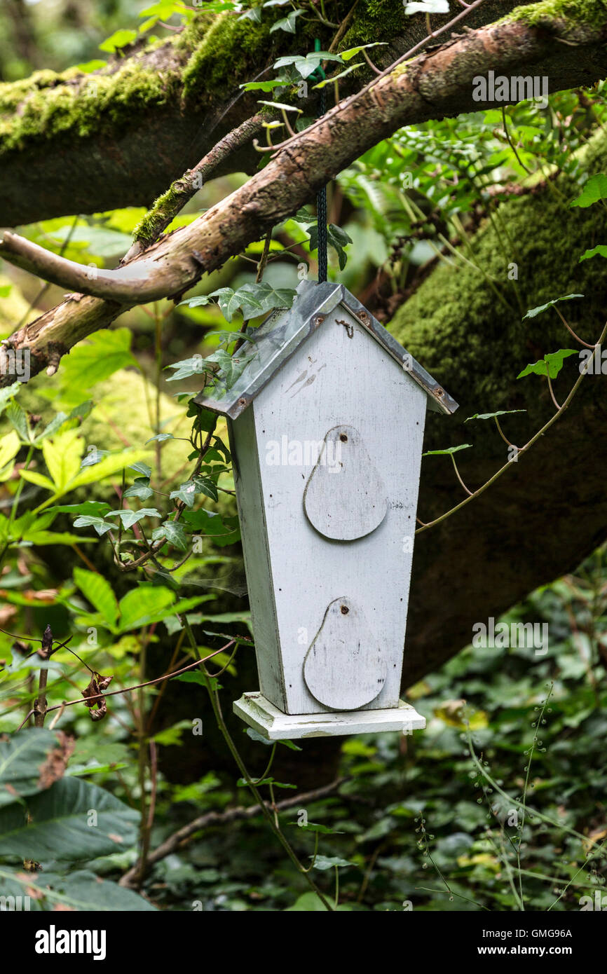 Kleines Vogelhaus, Zuführung von Ast eines Baumes im Wald, County Limerick Irland hängen Stockfoto