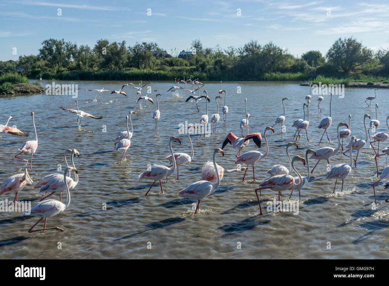Amerikanische Flamingos (Phoenicopterus Ruber), Parc Vogelwarte du Pont de Gau, Camargue, Frankreich, Europa Stockfoto